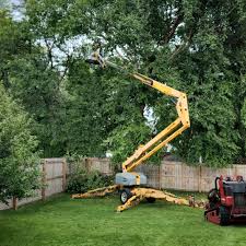 Best Tree Removal  in Mason, MI