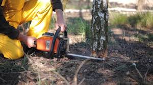 Best Tree Health Inspection  in Mason, MI