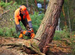 Trusted Mason, MI Tree Care  Experts