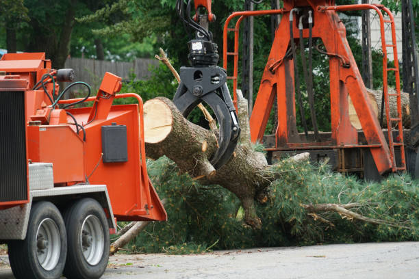 Best Hedge Trimming  in Mason, MI