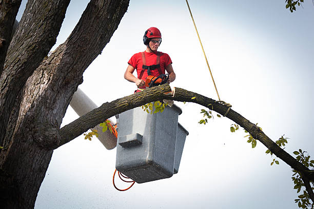 How Our Tree Care Process Works  in  Mason, MI